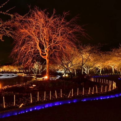 Projektor V-TAC SKU5989 VT-4011 Kolor Czerwony 10W